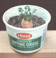 A carrot top grow as part of your windowsill garden is a great addition to add some color to those drab winter days.
